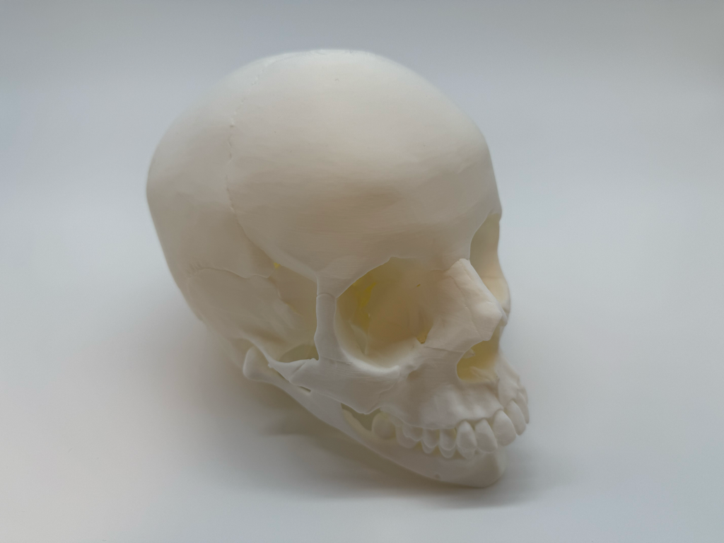 Menselijke Schedel Op Ware Grootte - Premium Quality