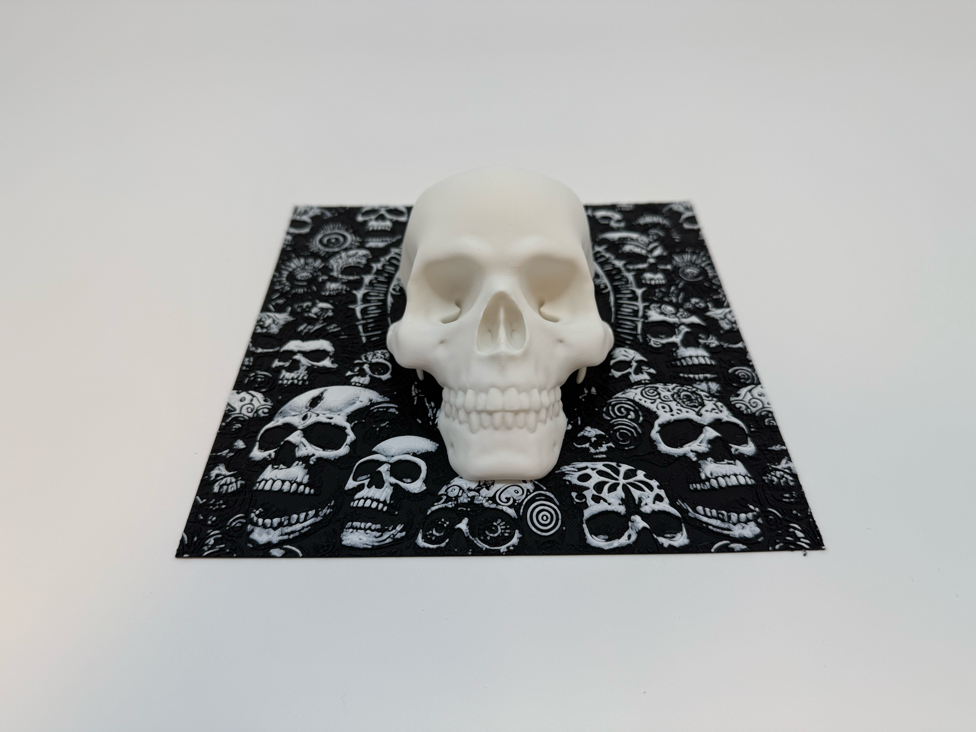 Human Skull With Background - Premium Quality