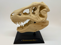 T-Rex-Schädel - Premium Qualität