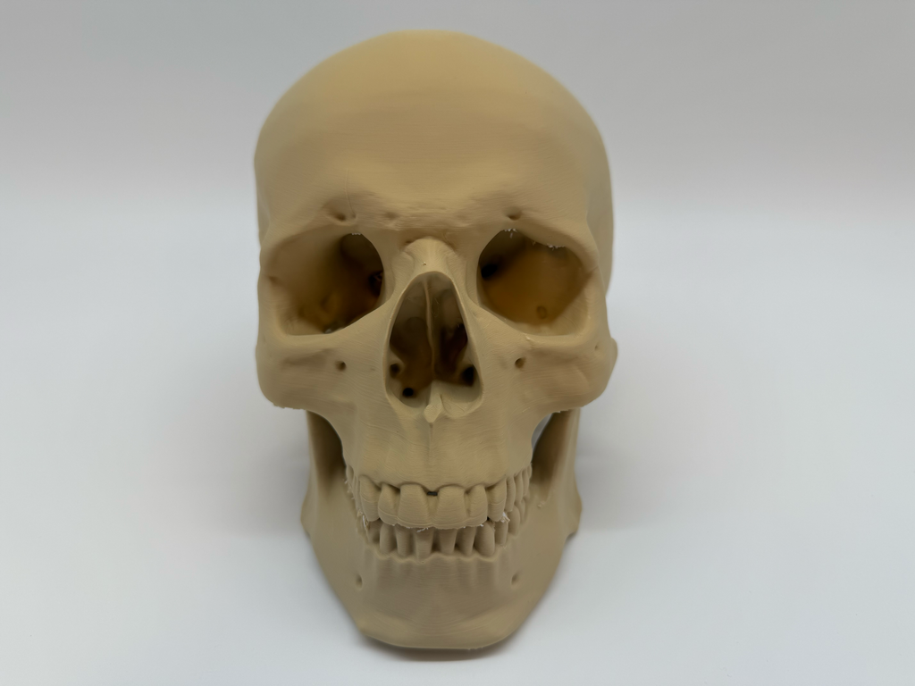 Menselijke Schedel Op Ware Grootte - Premium Quality